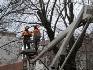 Workers examine diseased tree branches