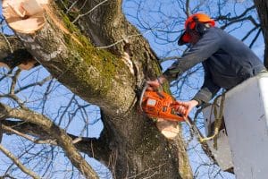 Worker trims trees